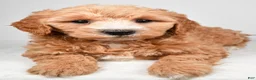 Mini Goldendoodle dogs for sale: Maria - Ad 8
