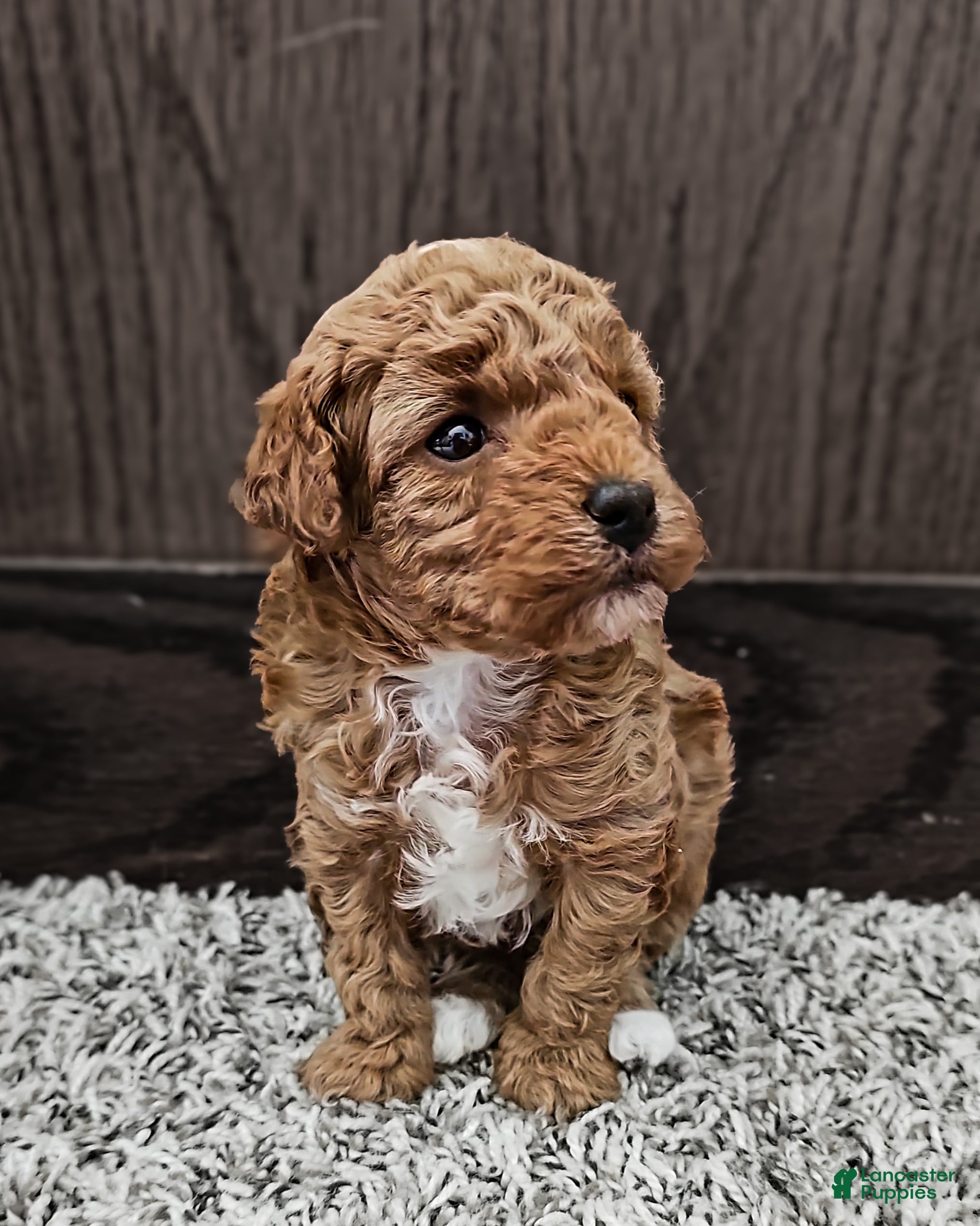 Toy Poodle dogs Ginger - Ad 2