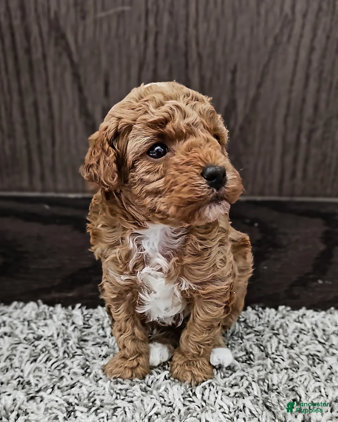 Toy Poodle dogs for sale: Ginger - Ad 2