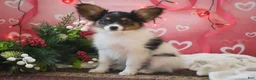 Papillon dogs for sale: Blitz - Ad 12