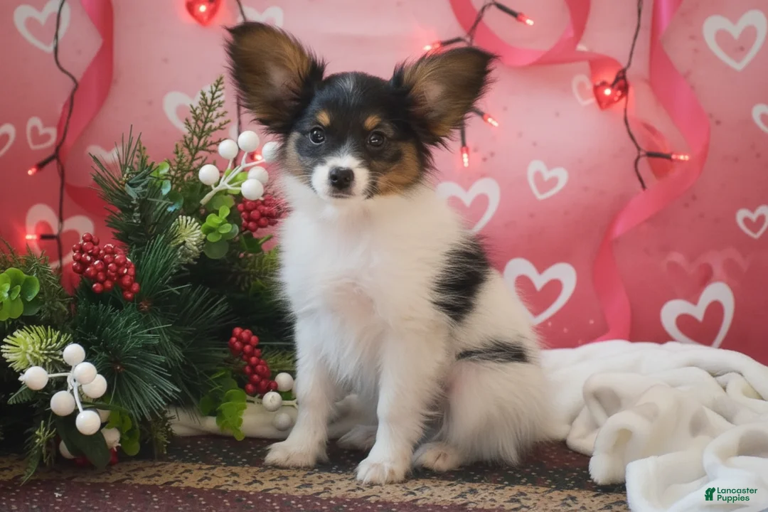 Papillon dogs for sale: Blitz - Ad 12