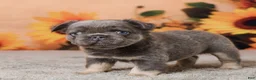 French Bulldog dogs for sale: Bingo - Ad 3