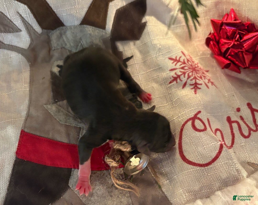 Mixed Breed dogs for sale: Mixed Breed Puppy 3 - Ad 6