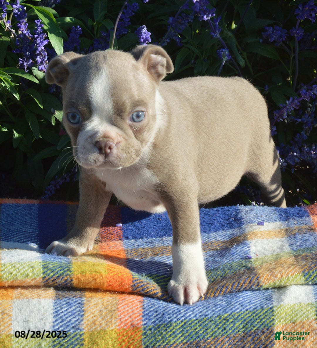 Litter of Boston Terrier for sale in Christiana Lancaster Puppies
