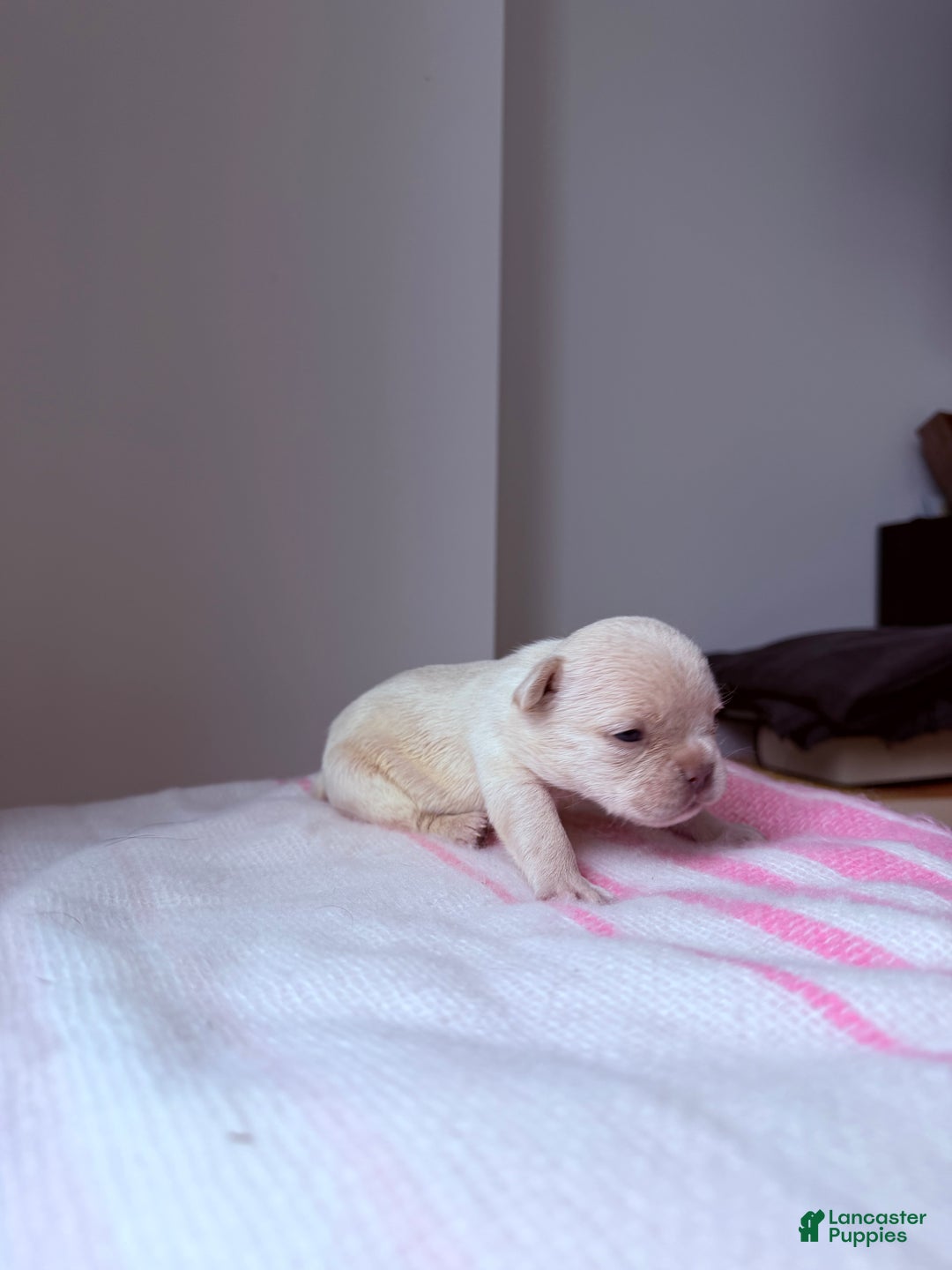 French Bulldog dogs for sale: Isabella - Ad 4
