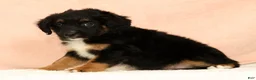 Mini Aussiedoodle dogs for sale: Larry - Ad 5