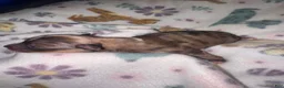Chihuahua dogs for sale: Chihuahua 4 - Ad 5