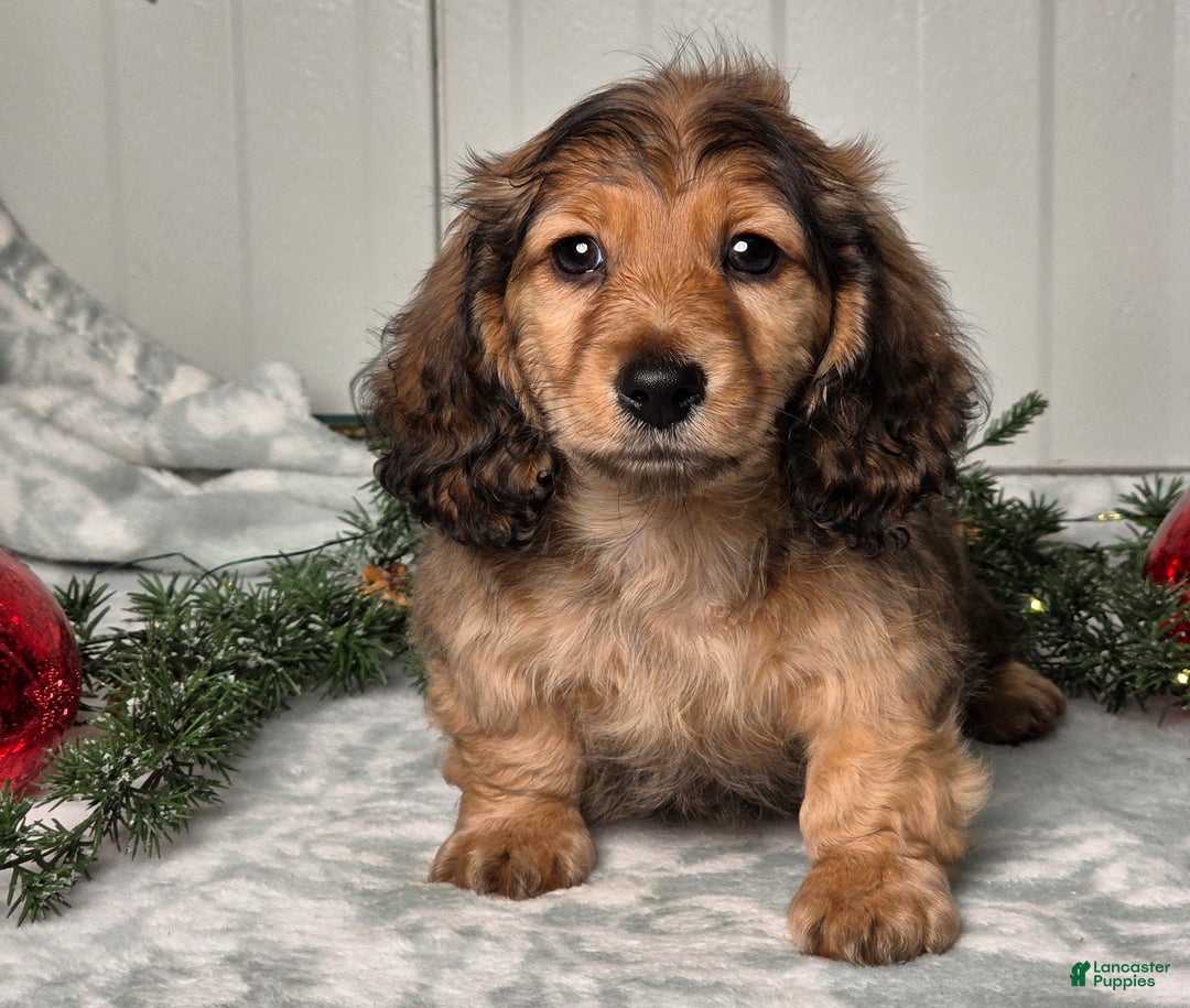 Miniature Dachshund dogs for sale: Shawn - Ad 6