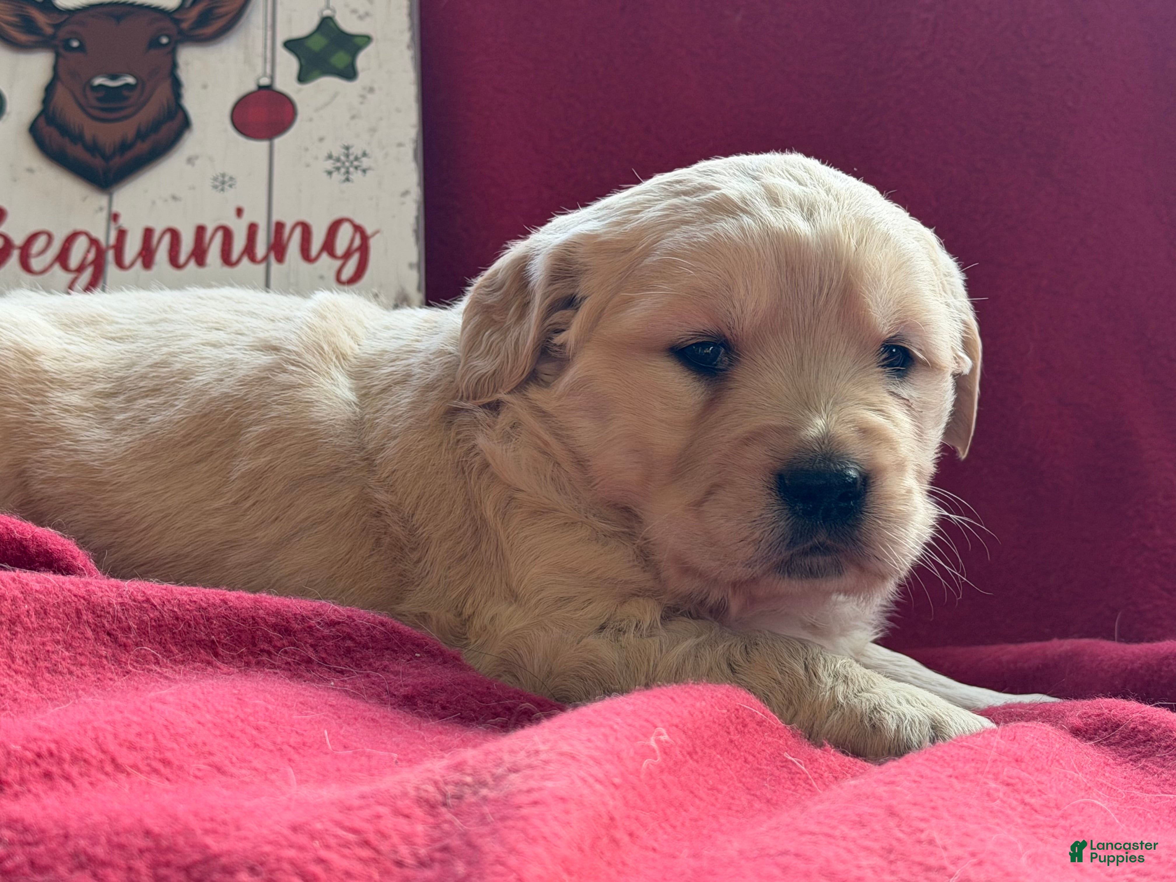 Golden Retriever dogs Glitter - Ad 27