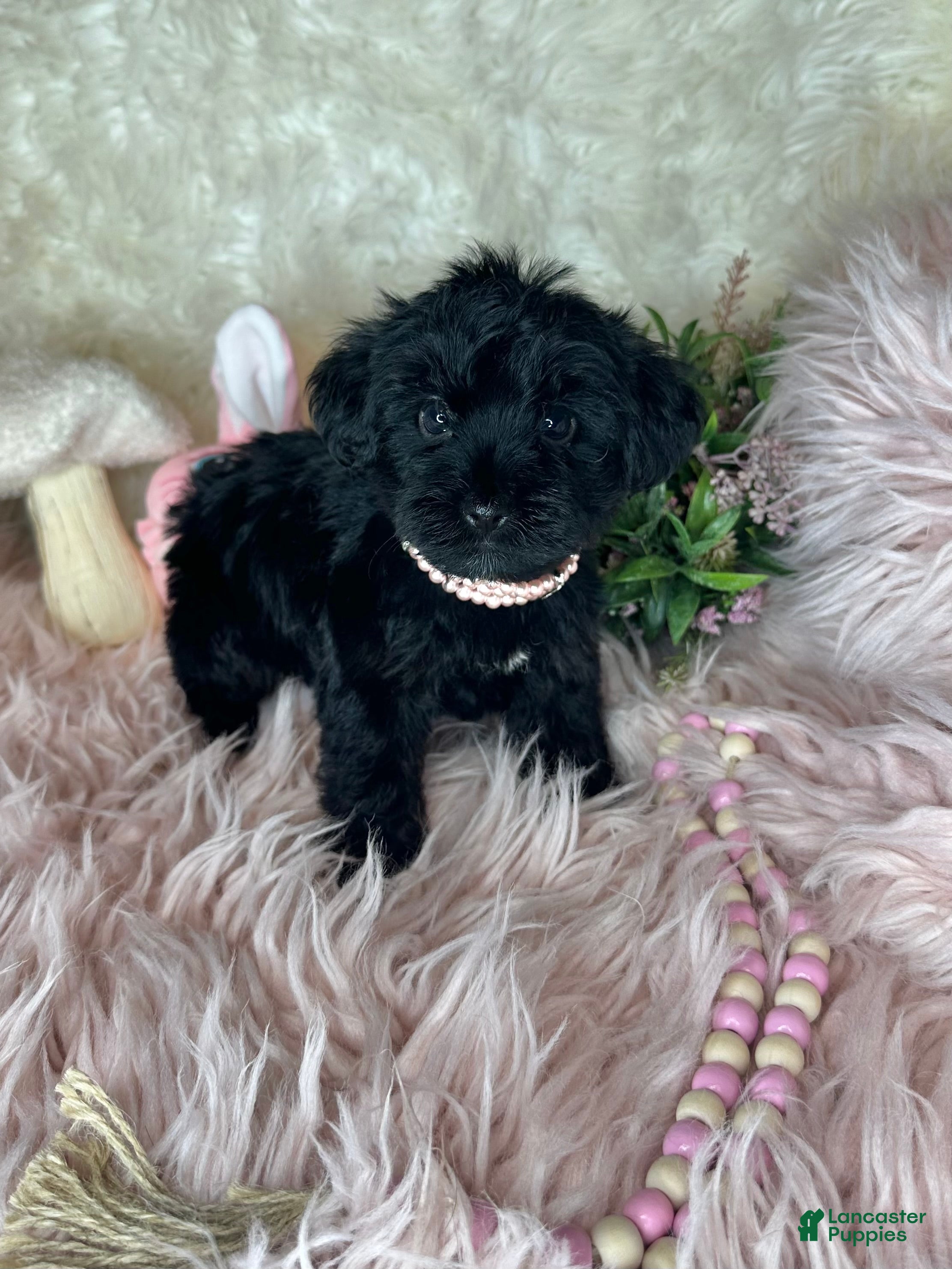 Yorkiepoo dogs for sale: Bubbles  - Ad 4