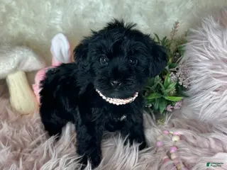 Yorkiepoo dogs for sale: Bubbles - Ad 4