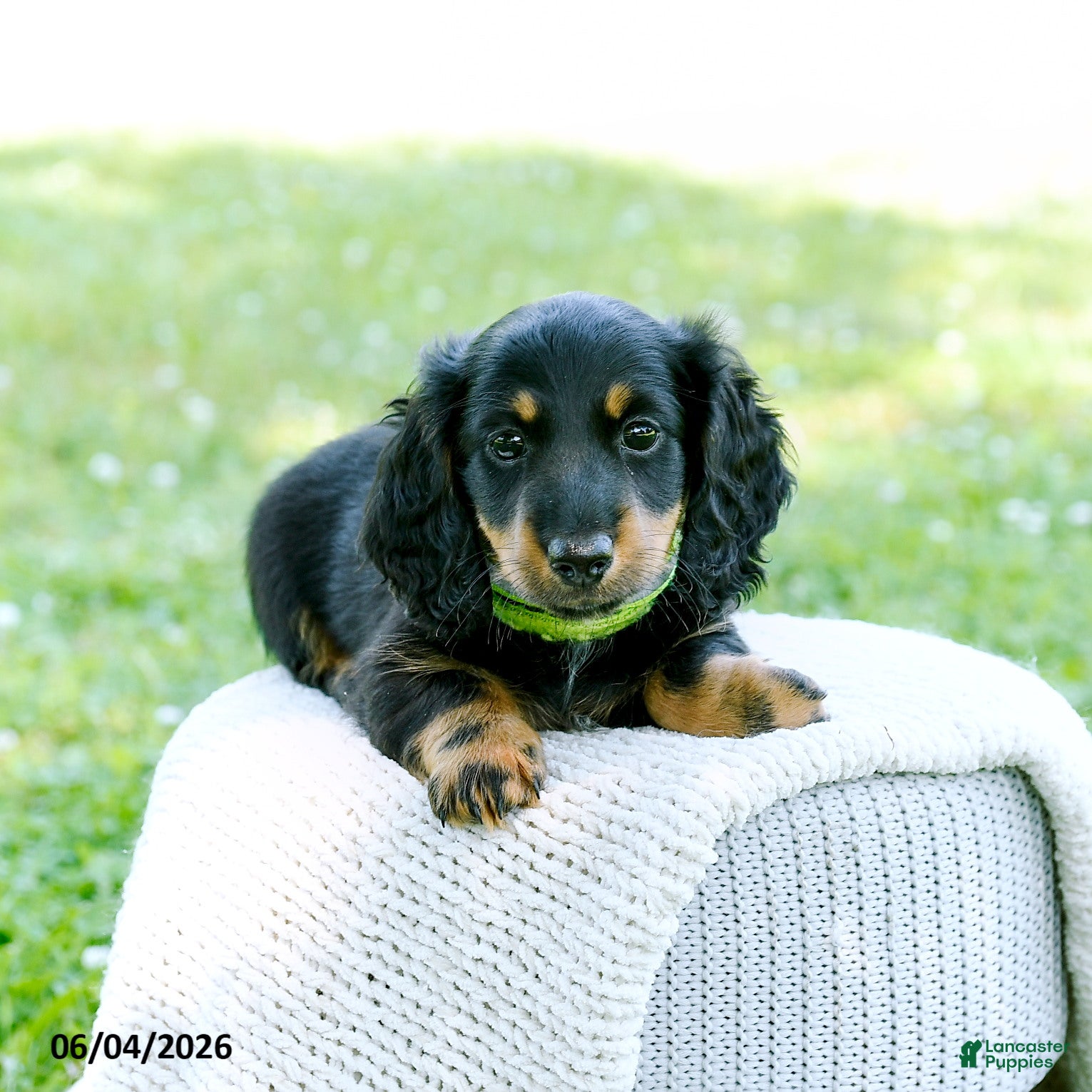 Miniature Dachshund dogs Daniel - Ad 2