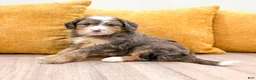Mini Bernedoodle dogs for sale: Brady - Ad 6