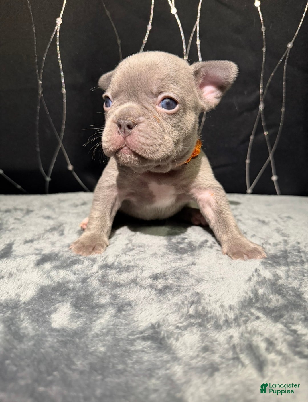 French Bulldog dogs for sale: MILA - Ad 4