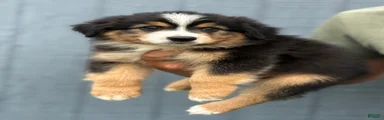 Axel