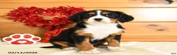 Miniature Bernese Mountain Dog dogs for sale: Valentine - Ad 3