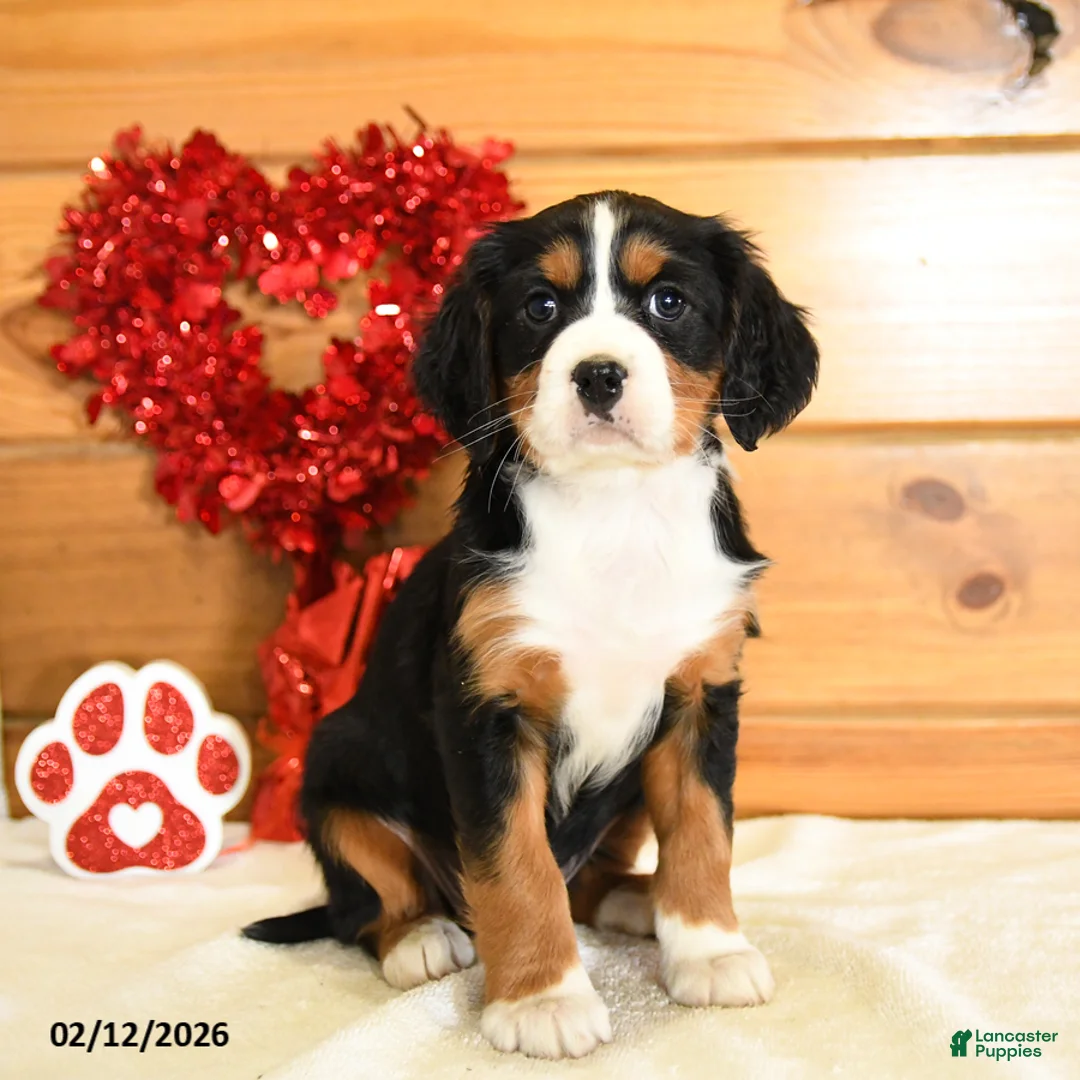 Miniature Bernese Mountain Dog dogs for sale: Valentine - Ad 3