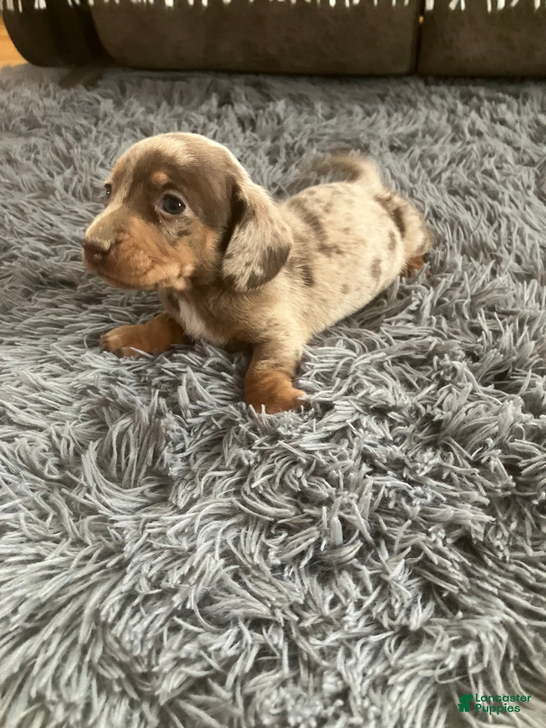 Miniature Dachshund dogs for sale: Akc Lamar - Ad 2