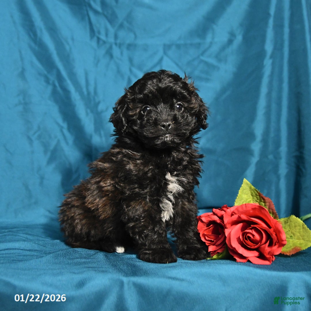 Shihpoo dogs for sale: Betsy - Ad 1