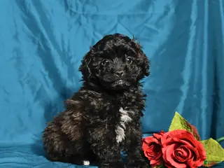 Shihpoo dogs Betsy - Ad 42