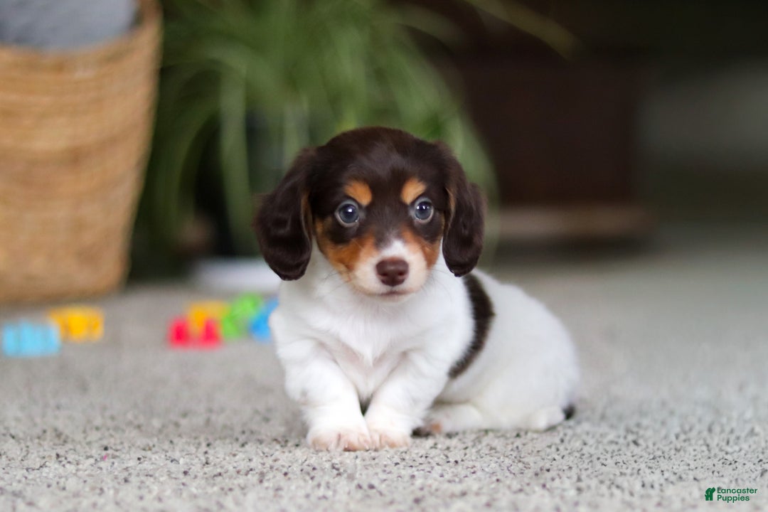 Miniature Dachshund dogs for sale: Stella - Ad 10