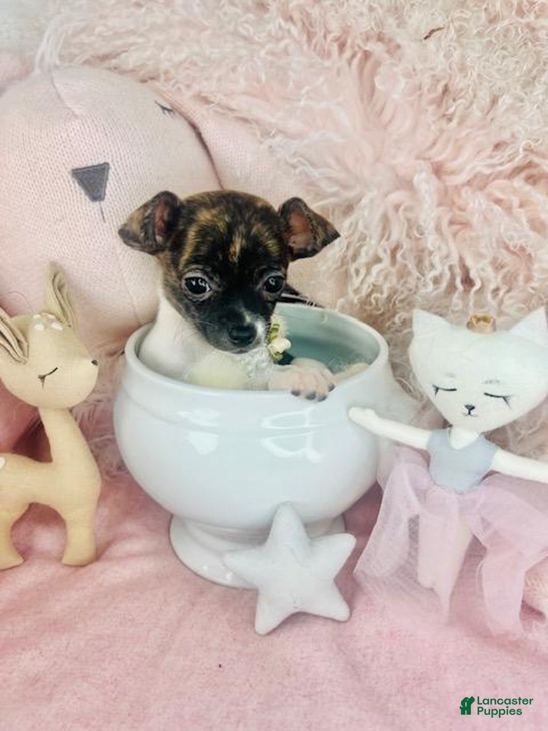 Chihuahua dogs for sale: Teacup Chihuahua Puppy 1 - Ad 3