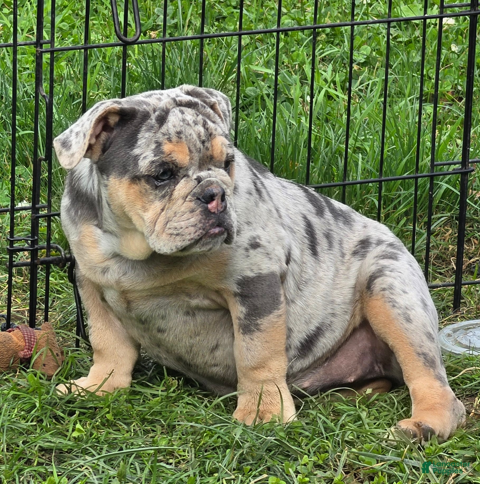 Bulldog