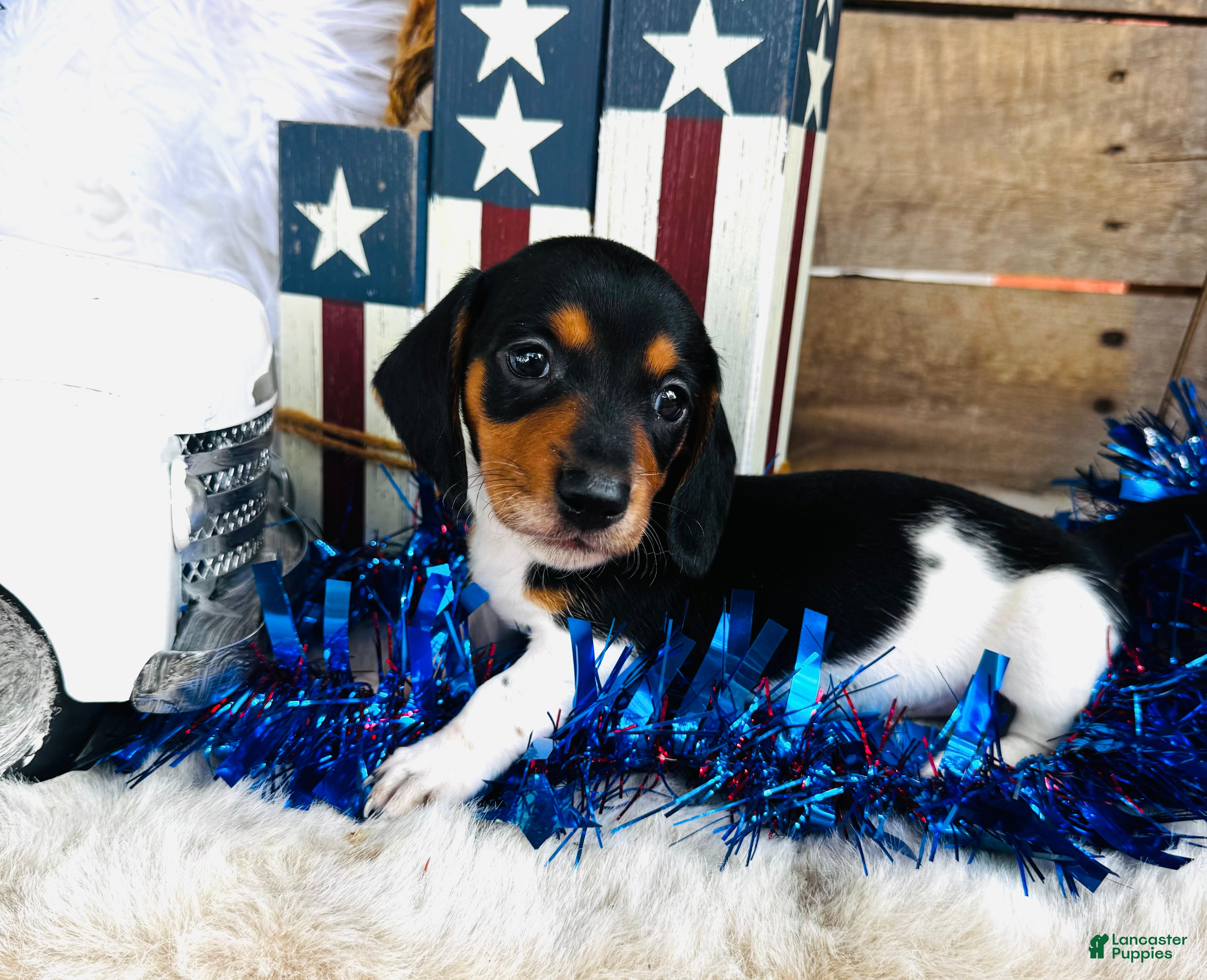 Miniature Dachshund dogs Brandy - Ad 1