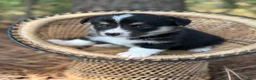 Mixed Breed dogs for sale: Black girl 2 - Ad 4