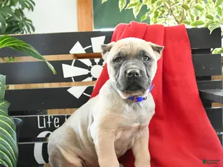 Cane Corso dogs Enzo - Ad 7