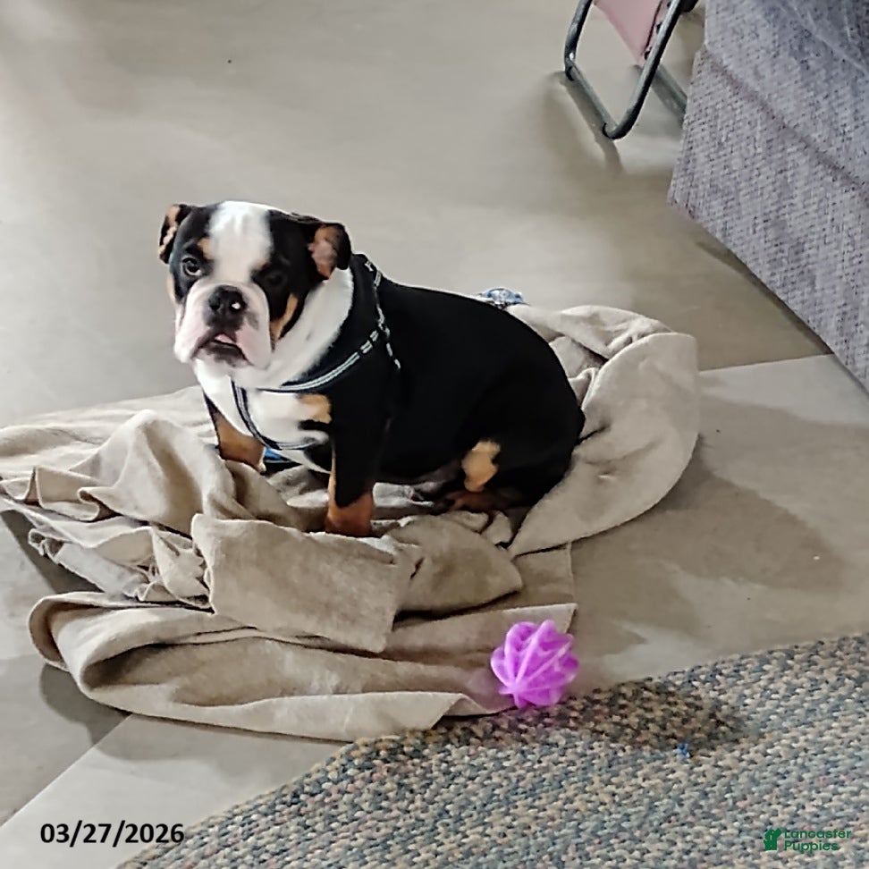 English Bulldog dogs Reuben - Ad 2