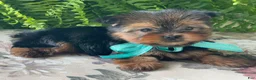 Yorkshire Terrier dogs for sale: Sushi - Ad 5
