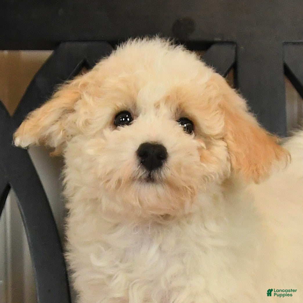 Bichpoo dogs Jenni - Ad 2