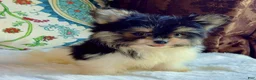 Mixed Breed dogs for sale: Designer Breed Yorkishire Terrier, Pomeranian Mix Puppy Male Ace - Ad 9