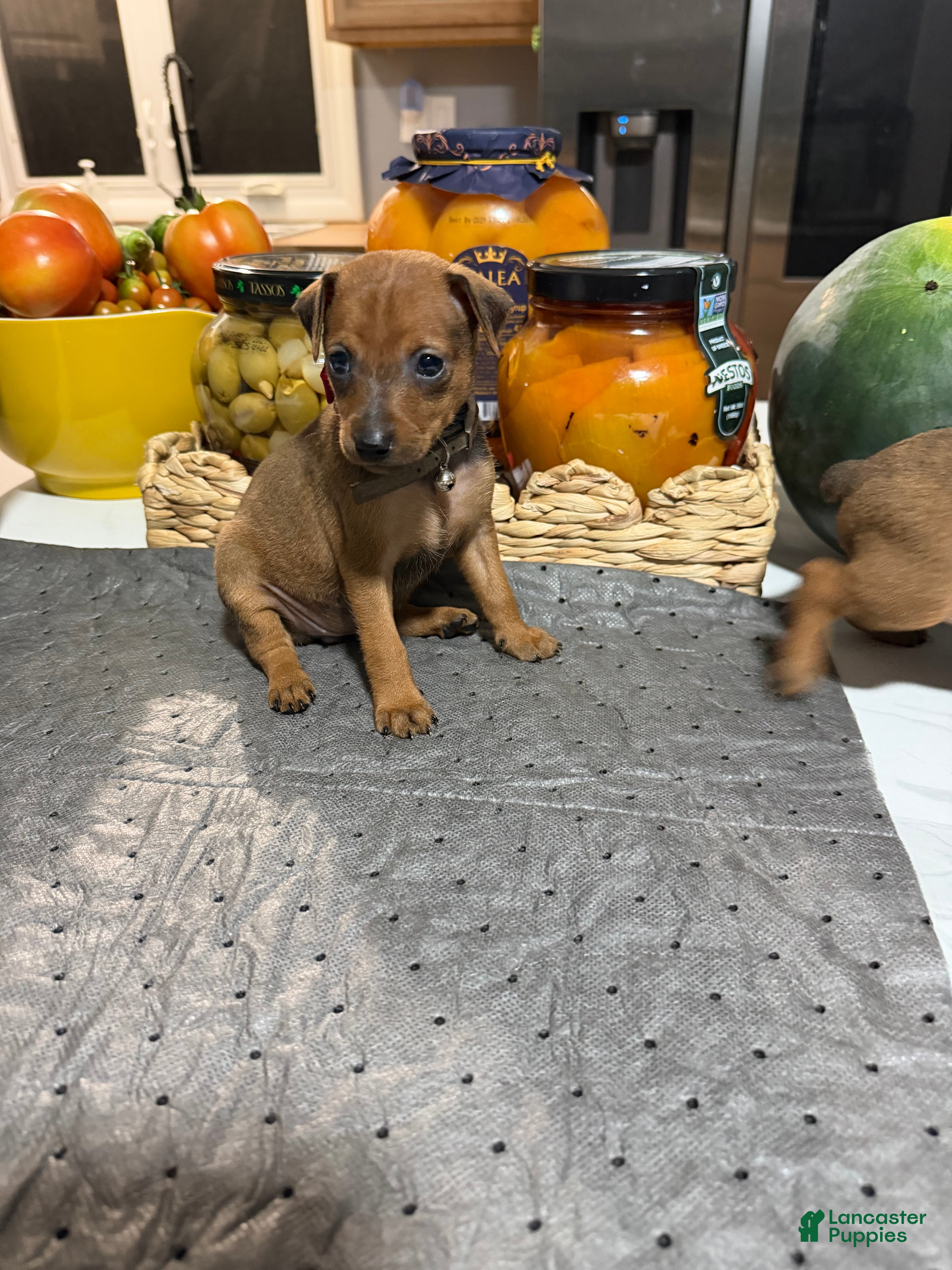 Miniature Pinscher dogs Miniature Pinscher 3 - Ad 17
