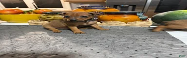 Miniature Pinscher 3
