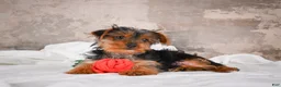 Yorkshire Terrier dogs for sale: Rose - Ad 7