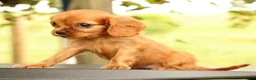 Cavalier King Charles Spaniel dogs for sale: Violet - Ad 4