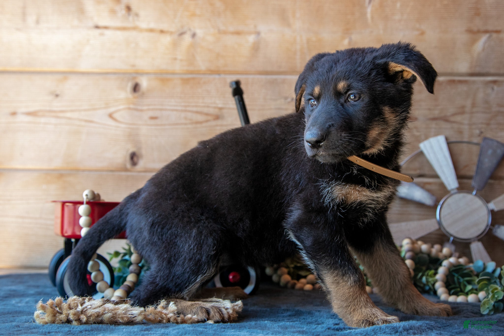 German Shepherd dogs for sale: Mocha - Ad 3