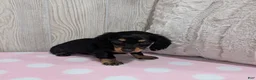 Miniature Dachshund dogs for sale: Blakely - Ad 4