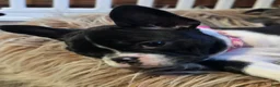 Mixed Breed dogs for sale: Frenchton female #1 - Ad 5