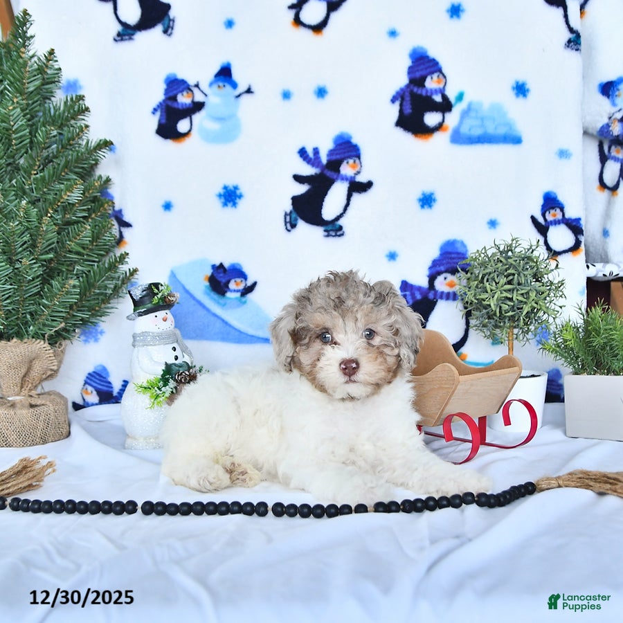 Miniature Poodle dogs Nola EXTRA SMALL - Ad 35