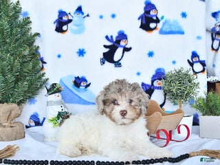 Miniature Poodle dogs Nola EXTRA SMALL - Ad 35