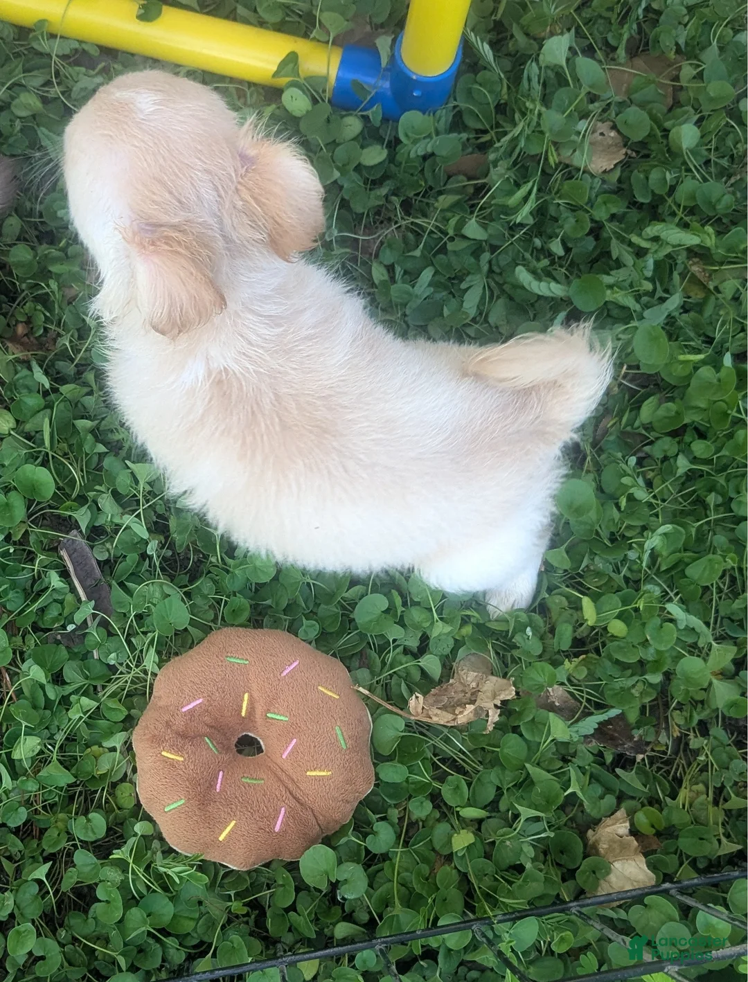 Chihuahua dogs for sale: Cherry LC Apple Head Female Chihuahua  - Ad 2