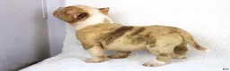 American Bully dogs for sale: Lilac Merle Male - Ad 4