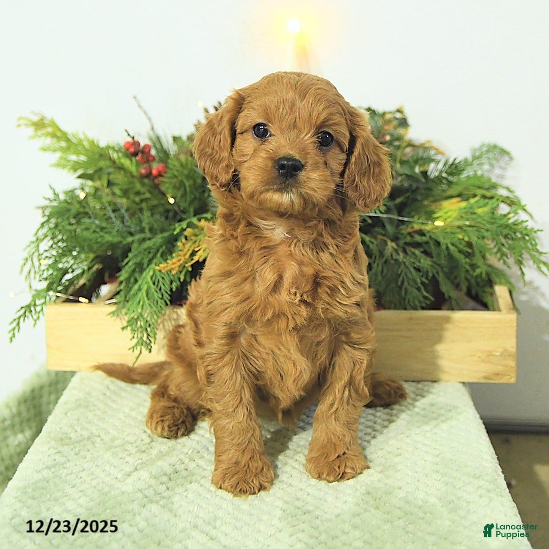 Cavapoo dogs for sale: Lilly - Ad 1