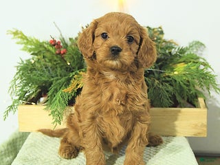 Cavapoo dogs Lilly - Ad 24