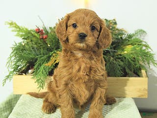 Cavapoo dogs Lilly - Ad 13