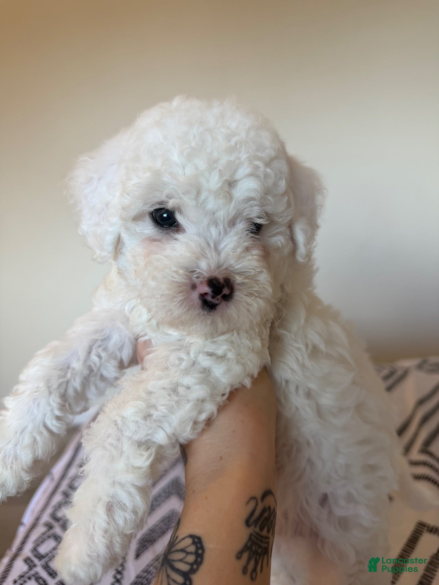 Toy Poodle dogs for sale: Mochi - Ad 2