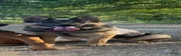 German Shepherd dogs for sale: sky - Ad 5